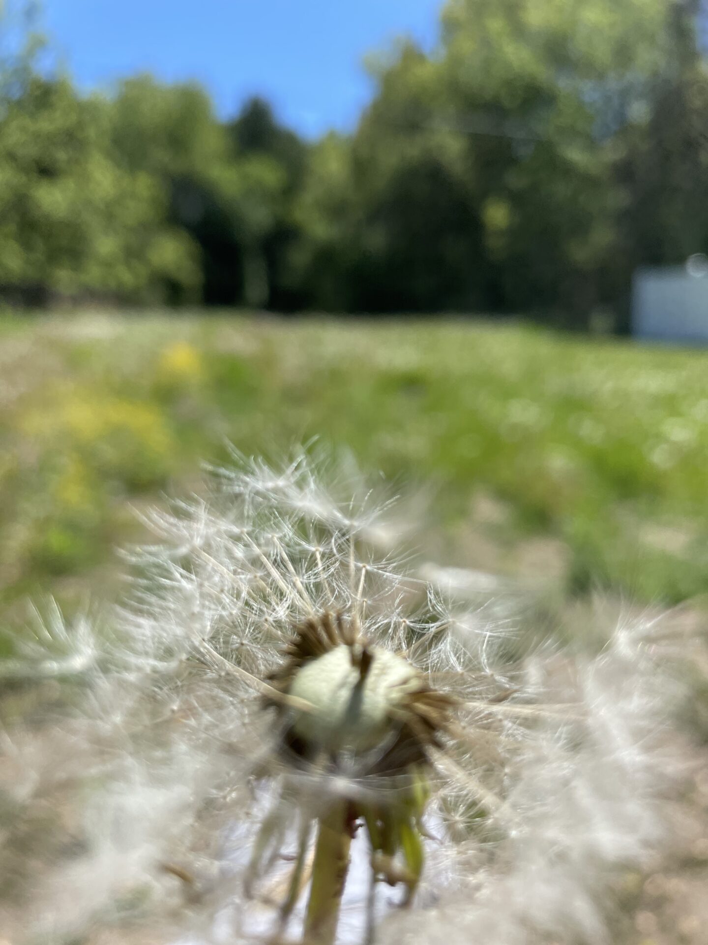 Dandelion Fluff